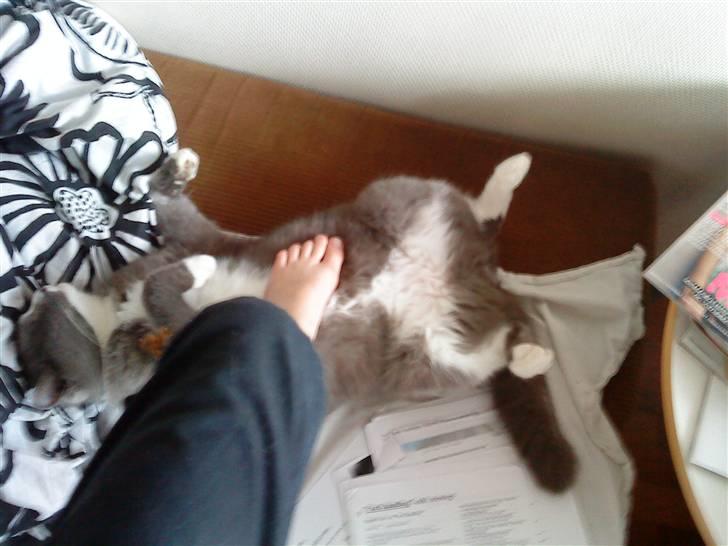 Blanding af racer Tarzan' <3 billede 12