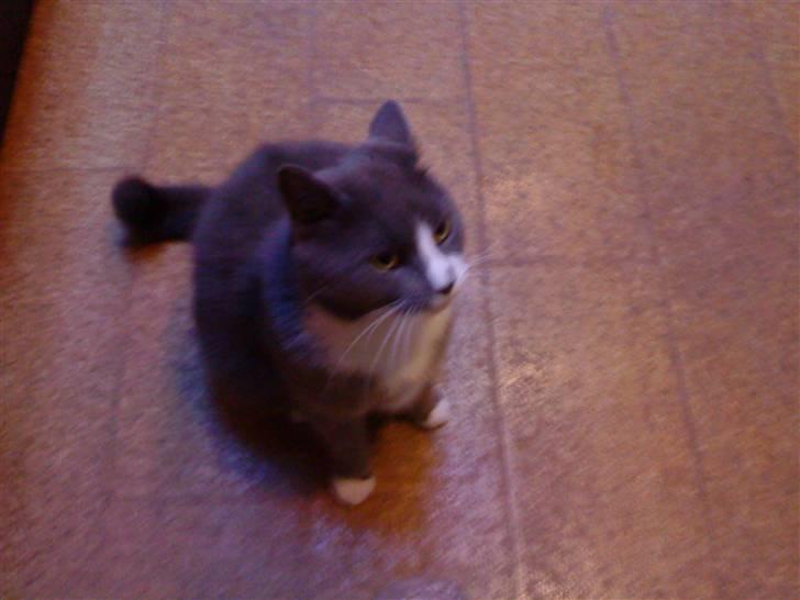 Blanding af racer Tarzan' <3 billede 13