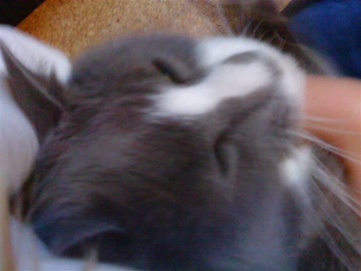 Blanding af racer Tarzan' <3 billede 14