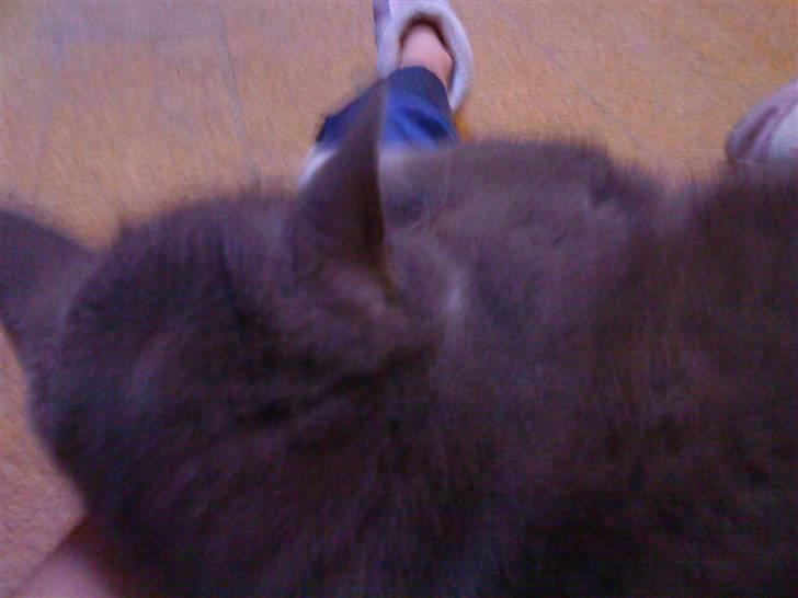 Blanding af racer Tarzan' <3 billede 15