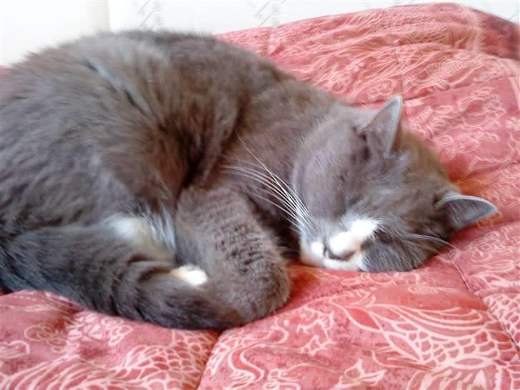 Blanding af racer Tarzan' <3 billede 16