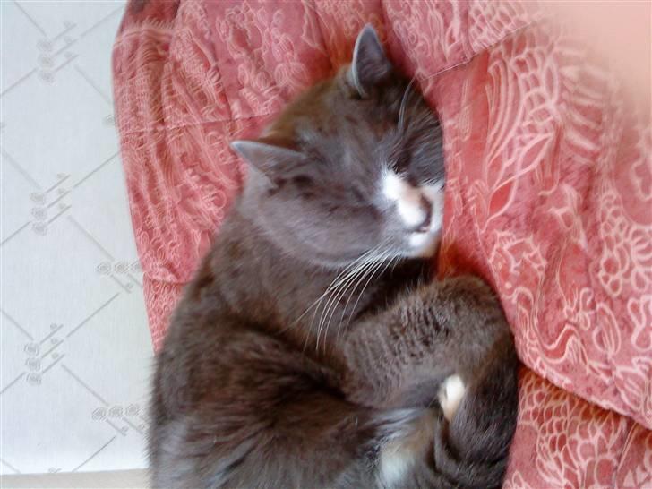 Blanding af racer Tarzan' <3 billede 17