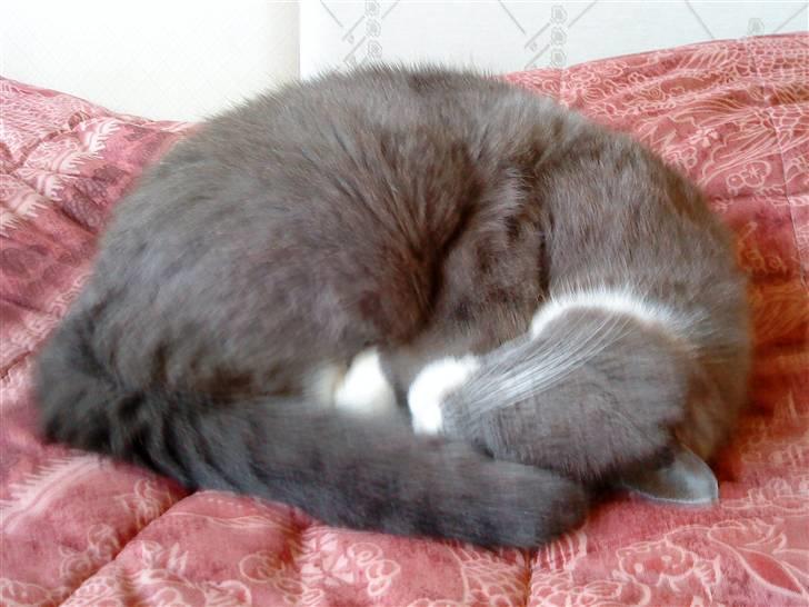 Blanding af racer Tarzan' <3 billede 18