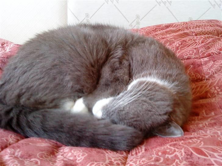 Blanding af racer Tarzan' <3 billede 19