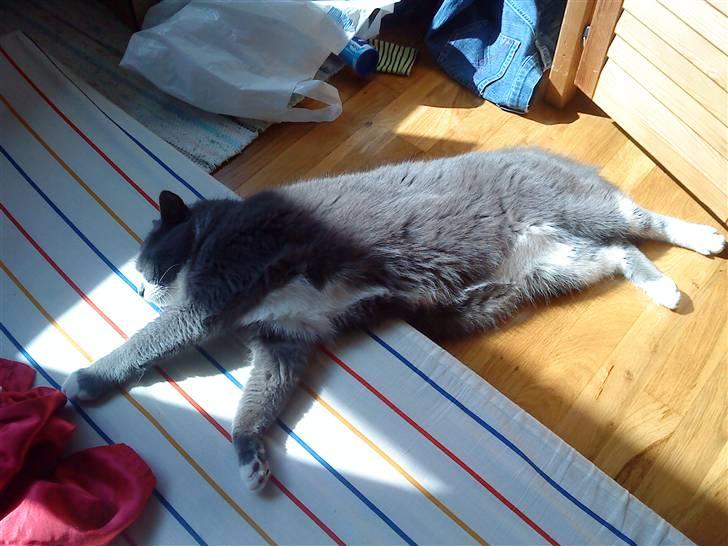 Blanding af racer Tarzan' <3 billede 20