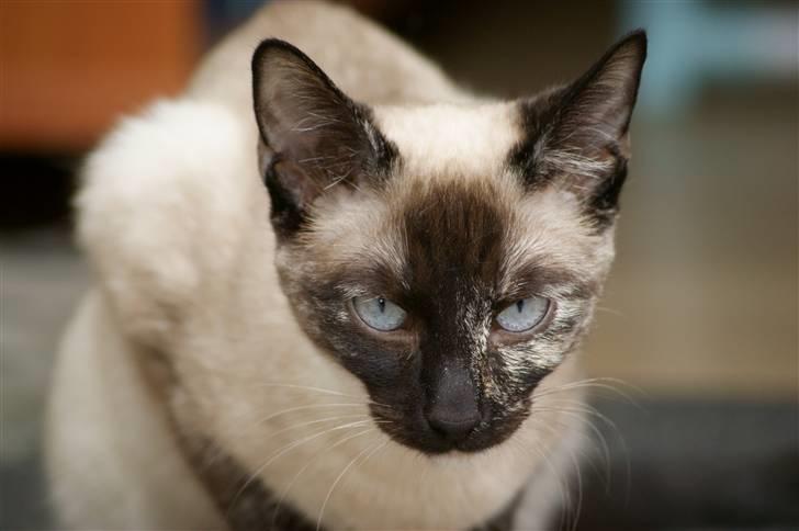 Siameser choko billede 14