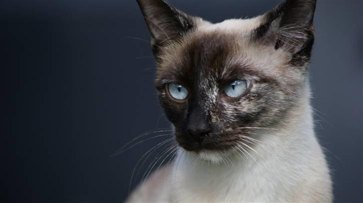 Siameser choko billede 15