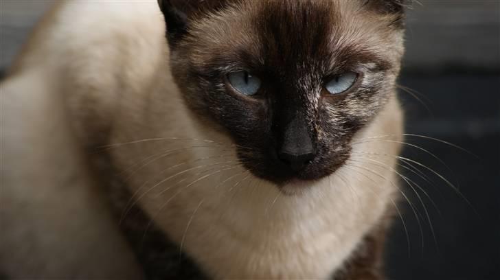 Siameser choko billede 16