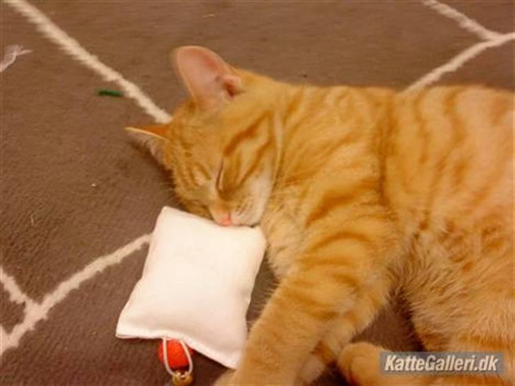 Blanding af racer Simba billede 17