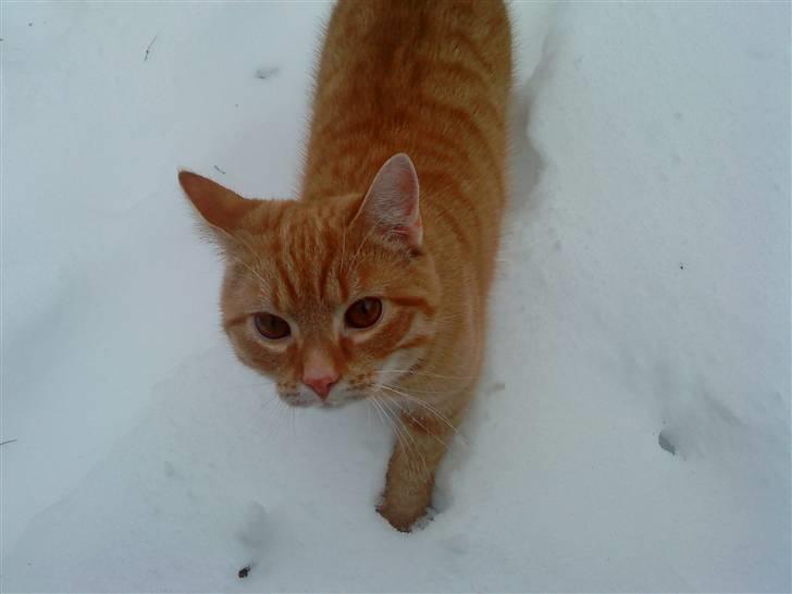 Blanding af racer Simba billede 18