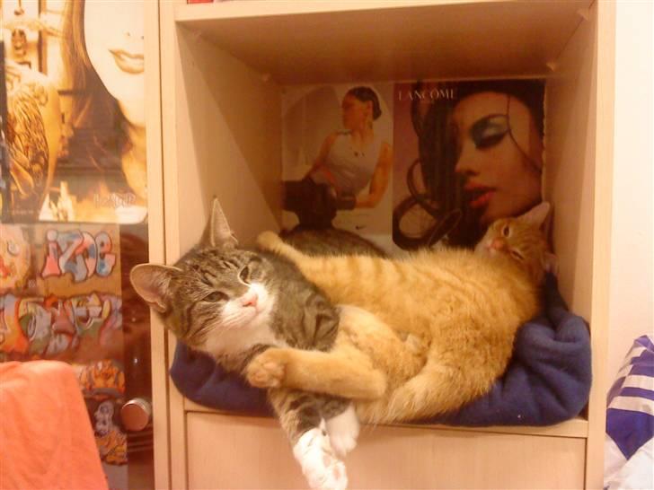 Blanding af racer Simba billede 19