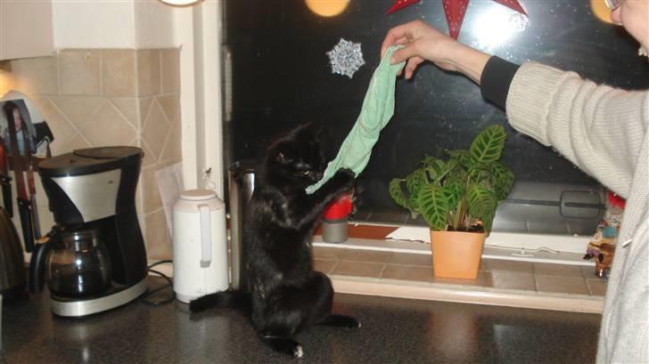 Blanding af racer karla billede 12