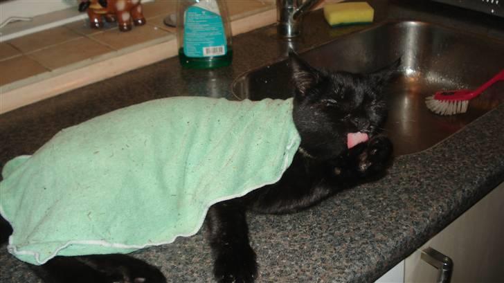 Blanding af racer karla billede 13