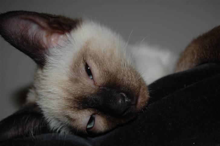 Siameser Yuki Taia billede 1