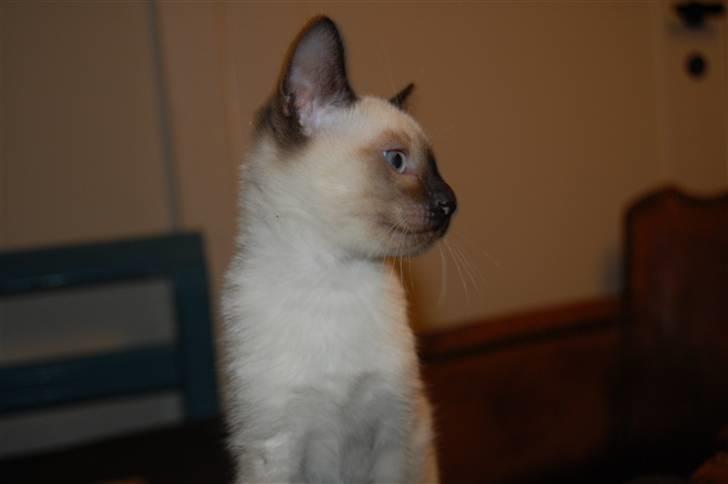 Siameser Yuki Taia billede 2