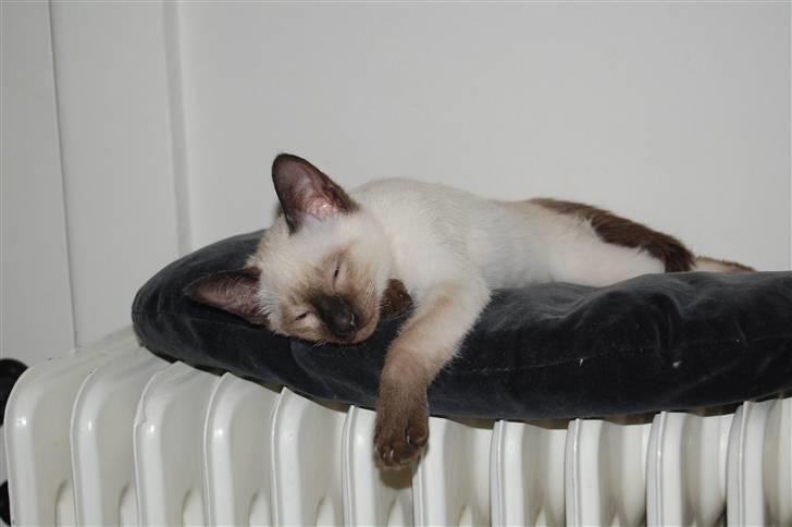 Siameser Yuki Taia billede 3