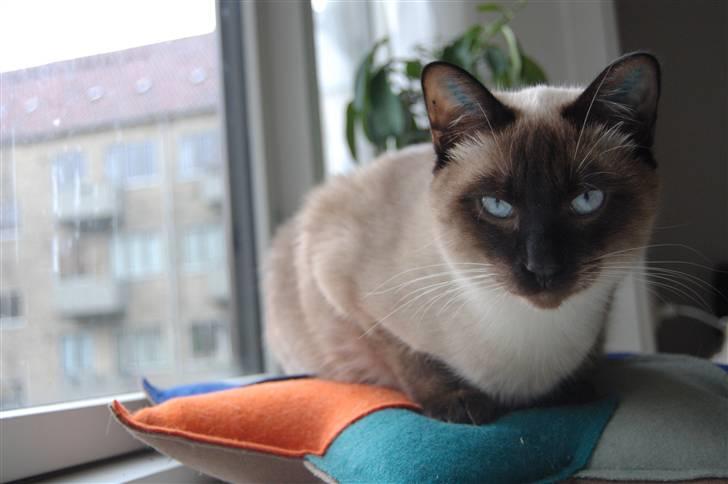 Siameser Icidor (Micio) Dimarli billede 5