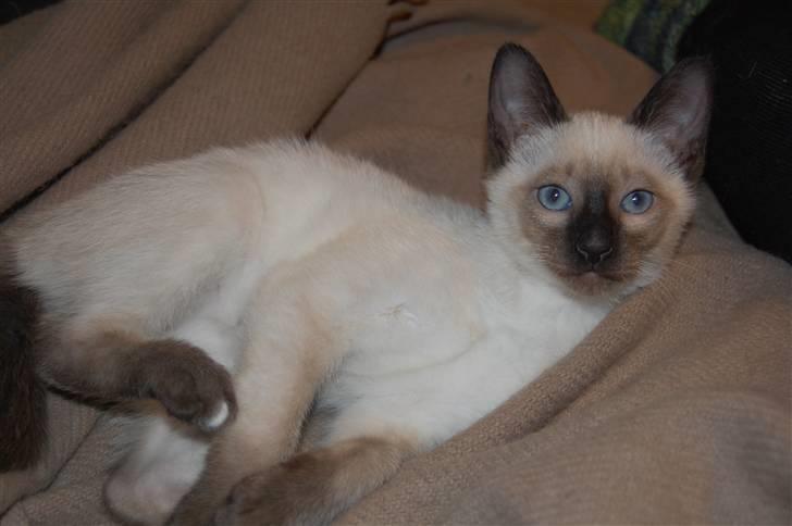 Siameser Yuki Taia billede 4