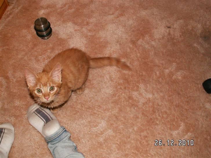 Blanding af racer Felix billede 1