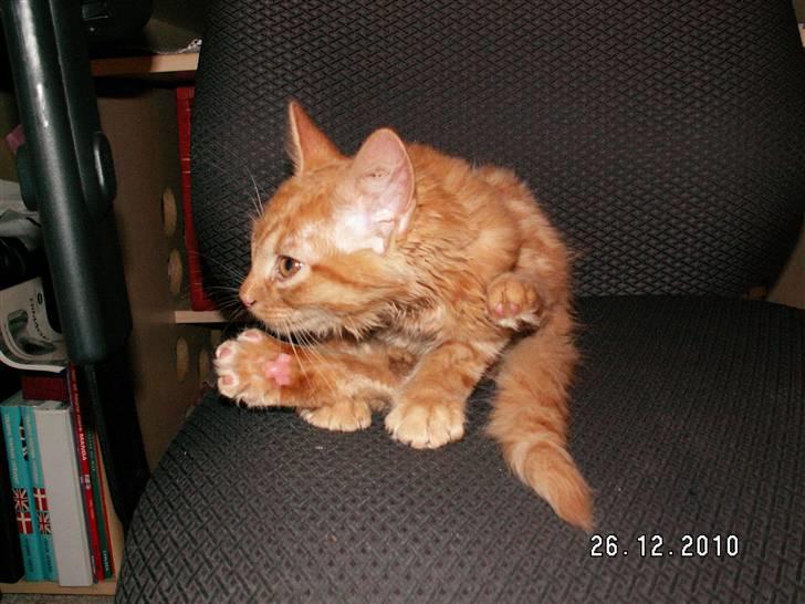 Blanding af racer Felix billede 2