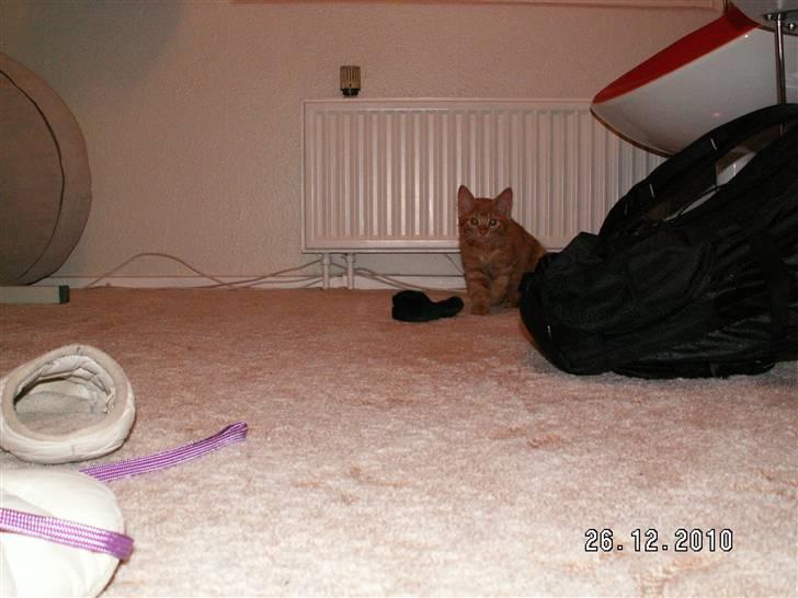 Blanding af racer Felix billede 3