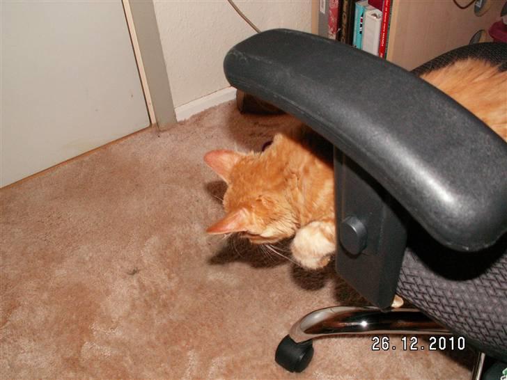 Blanding af racer Felix billede 4