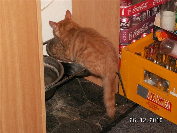 Blanding af racer Felix billede 5