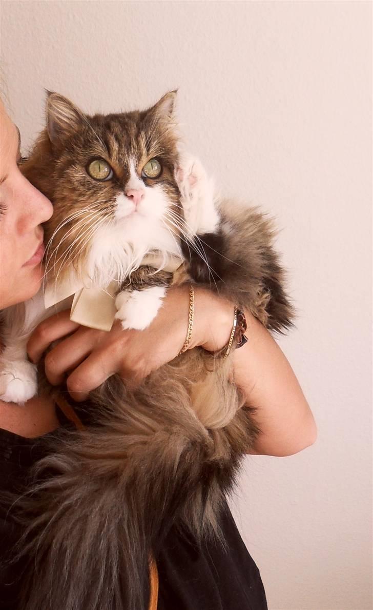 Blanding af racer Missi EFTERLYST - Min dejlige skat <3 billede 2