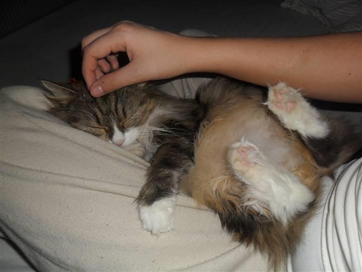 Blanding af racer Missi EFTERLYST billede 3