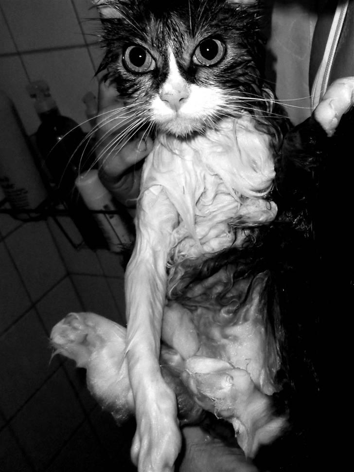 Blanding af racer Missi EFTERLYST - bad er ikke hvad der står øverst på missis ønskeliste, men hun tager det nu pænt :)  billede 4