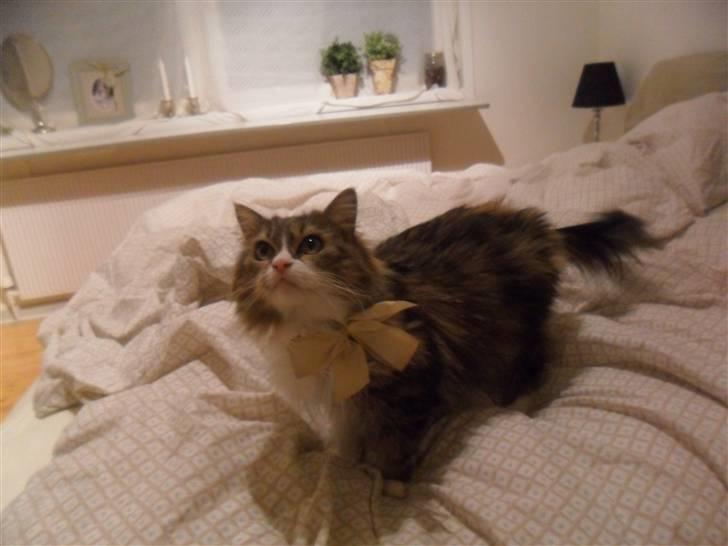 Blanding af racer Missi EFTERLYST billede 5