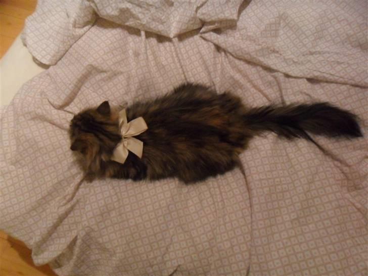 Blanding af racer Missi EFTERLYST billede 6