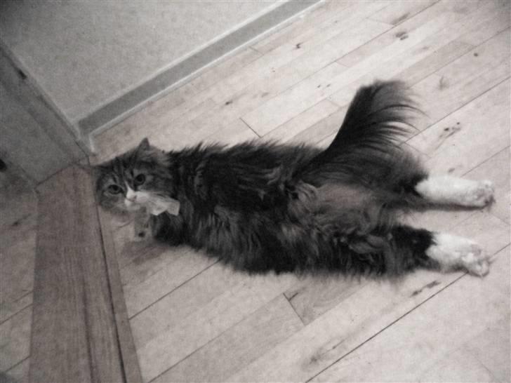 Blanding af racer Missi EFTERLYST billede 7