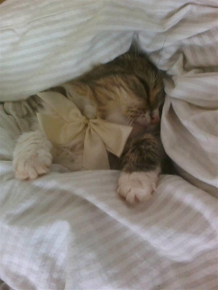 Blanding af racer Missi EFTERLYST - Missi sover til middag billede 8