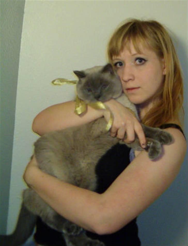 British Shorthair Ramone(Empire's Nautilus) billede 1