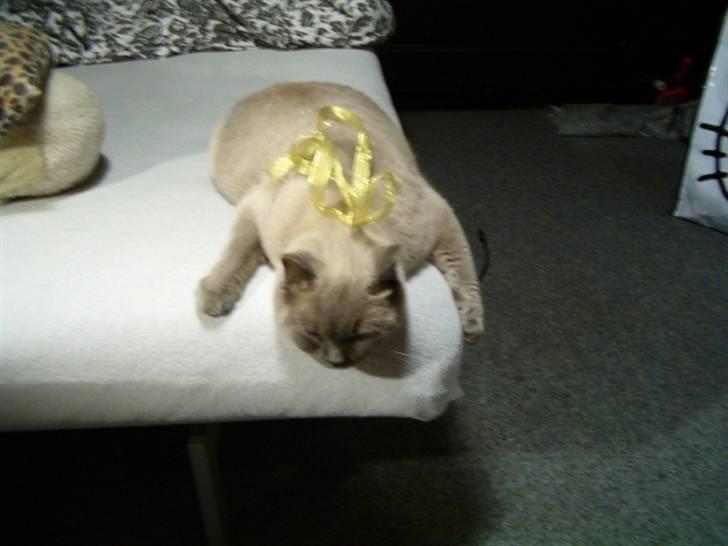 British Shorthair Ramone(Empire's Nautilus) billede 2