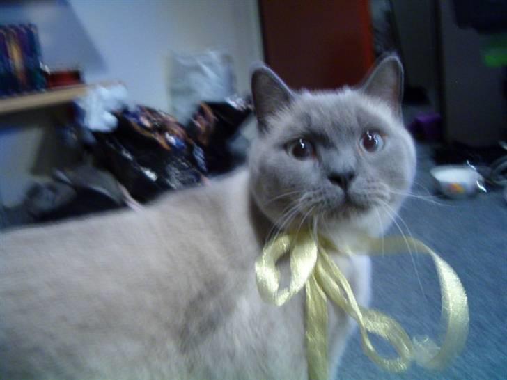 British Shorthair Ramone(Empire's Nautilus) billede 3