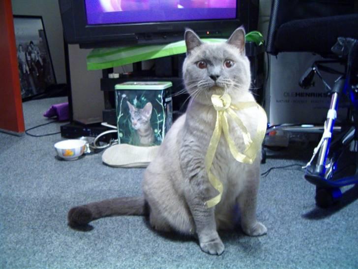 British Shorthair Ramone(Empire's Nautilus) billede 4