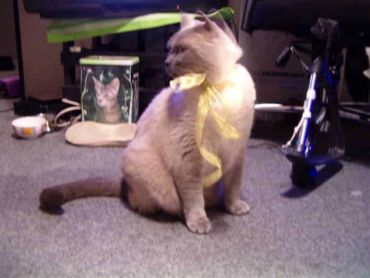 British Shorthair Ramone(Empire's Nautilus) billede 5