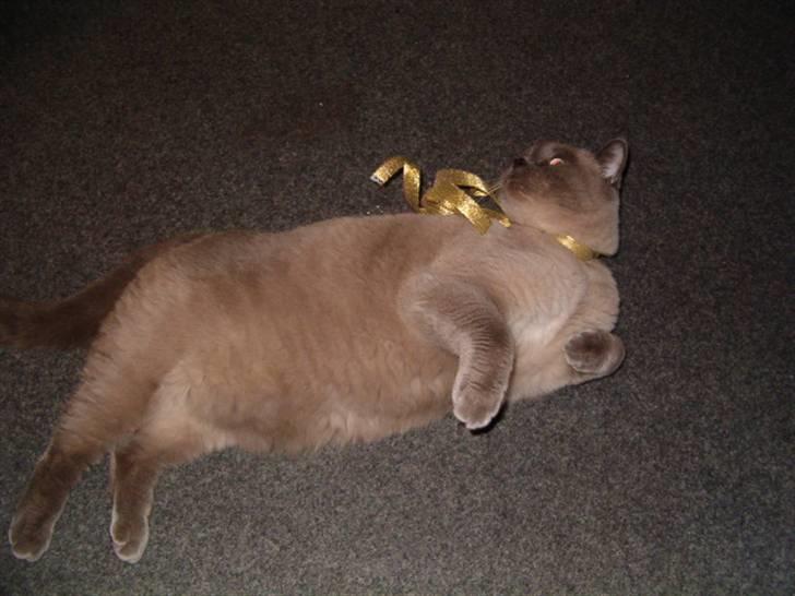 British Shorthair Ramone(Empire's Nautilus) billede 6