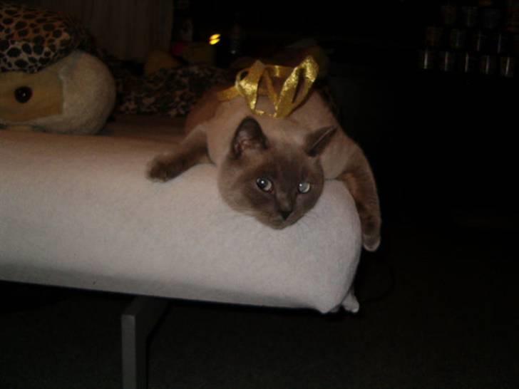 British Shorthair Ramone(Empire's Nautilus) billede 7