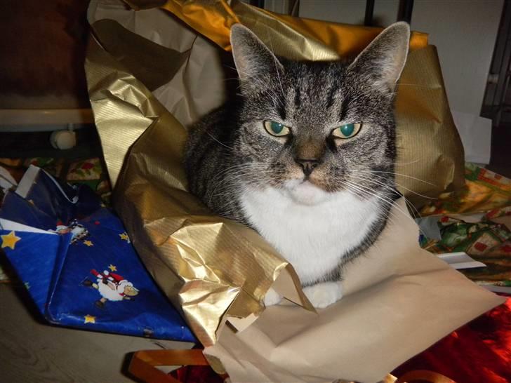 Huskat Line - Jule aften :D billede 6