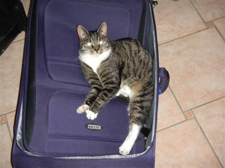 Huskat Line - Line vil os med på ferie :D billede 8