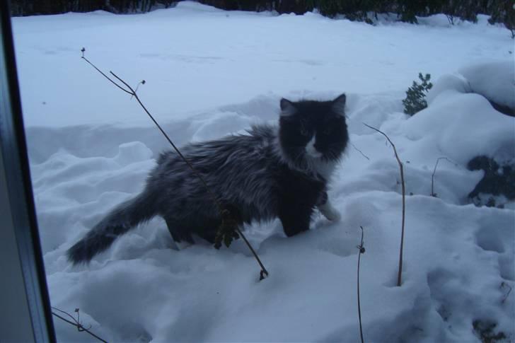 Norsk Skovkat  Fru Marius billede 18