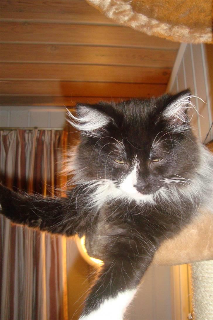 Norsk Skovkat  Fru Marius billede 19