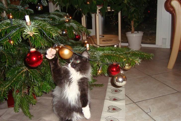 Norsk Skovkat  Fru Marius billede 20