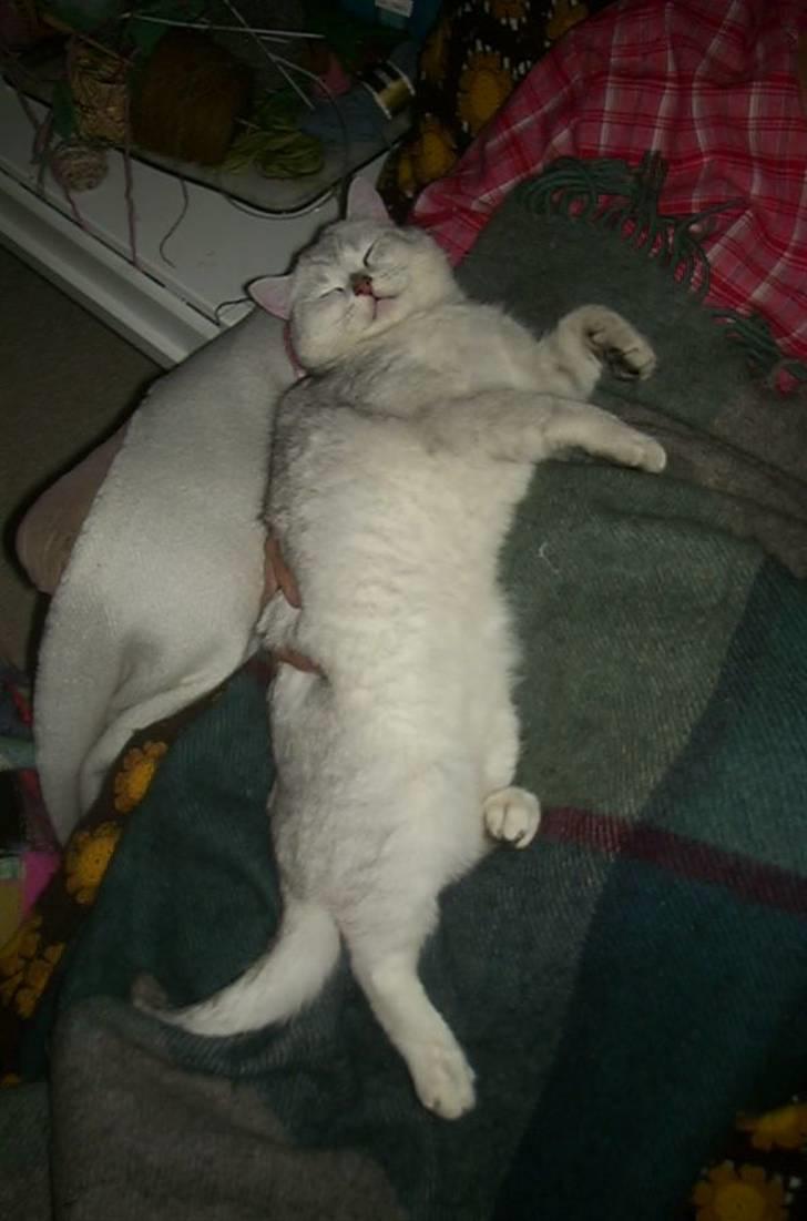 British Shorthair Bakus/Billie billede 19