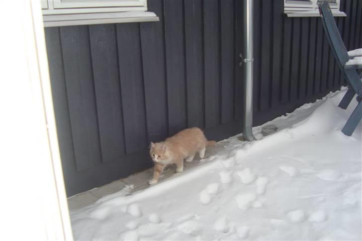 Norsk Skovkat Arnold billede 13