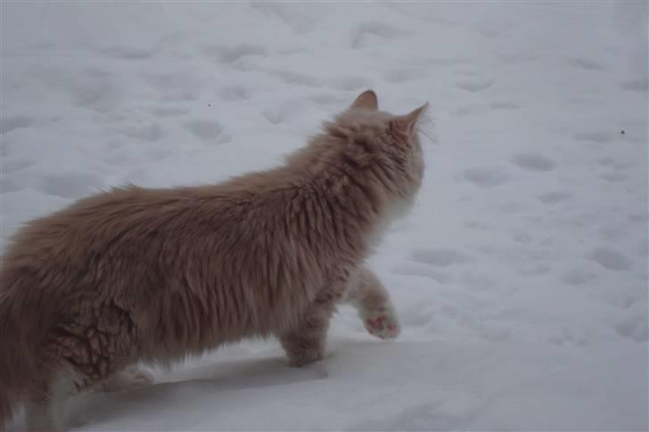 Norsk Skovkat Arnold billede 14