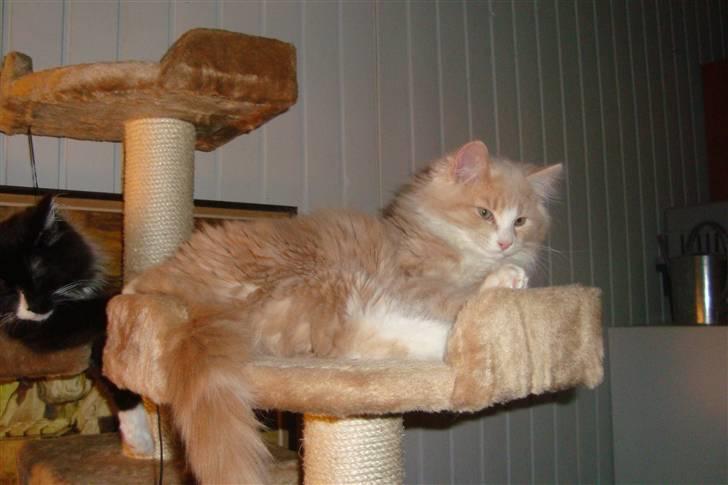 Norsk Skovkat Arnold billede 15